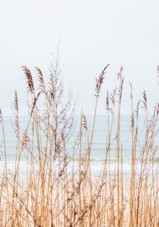 Tall beach grass sways in the foreground with the sea and sky blurred in the background.