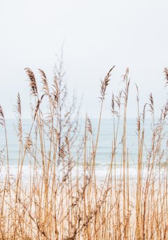 Tall grasses sway in the foreground with the ocean and a pale, cloudy sky in the background.