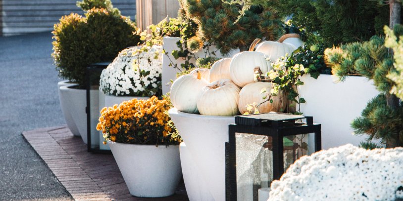 White pumpkins and flowering plants in large pots line a sunlit path.