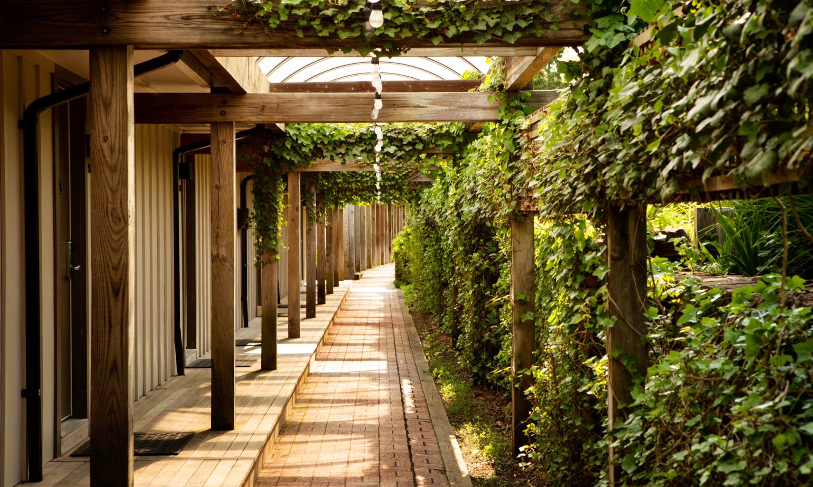 Wooden pergola walkway with lush green vines, sunlight filtering through slats, beside building.