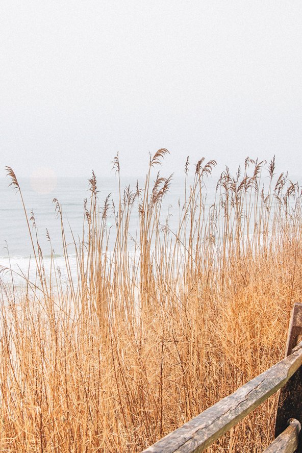 Phragmites growing on the sand dunes