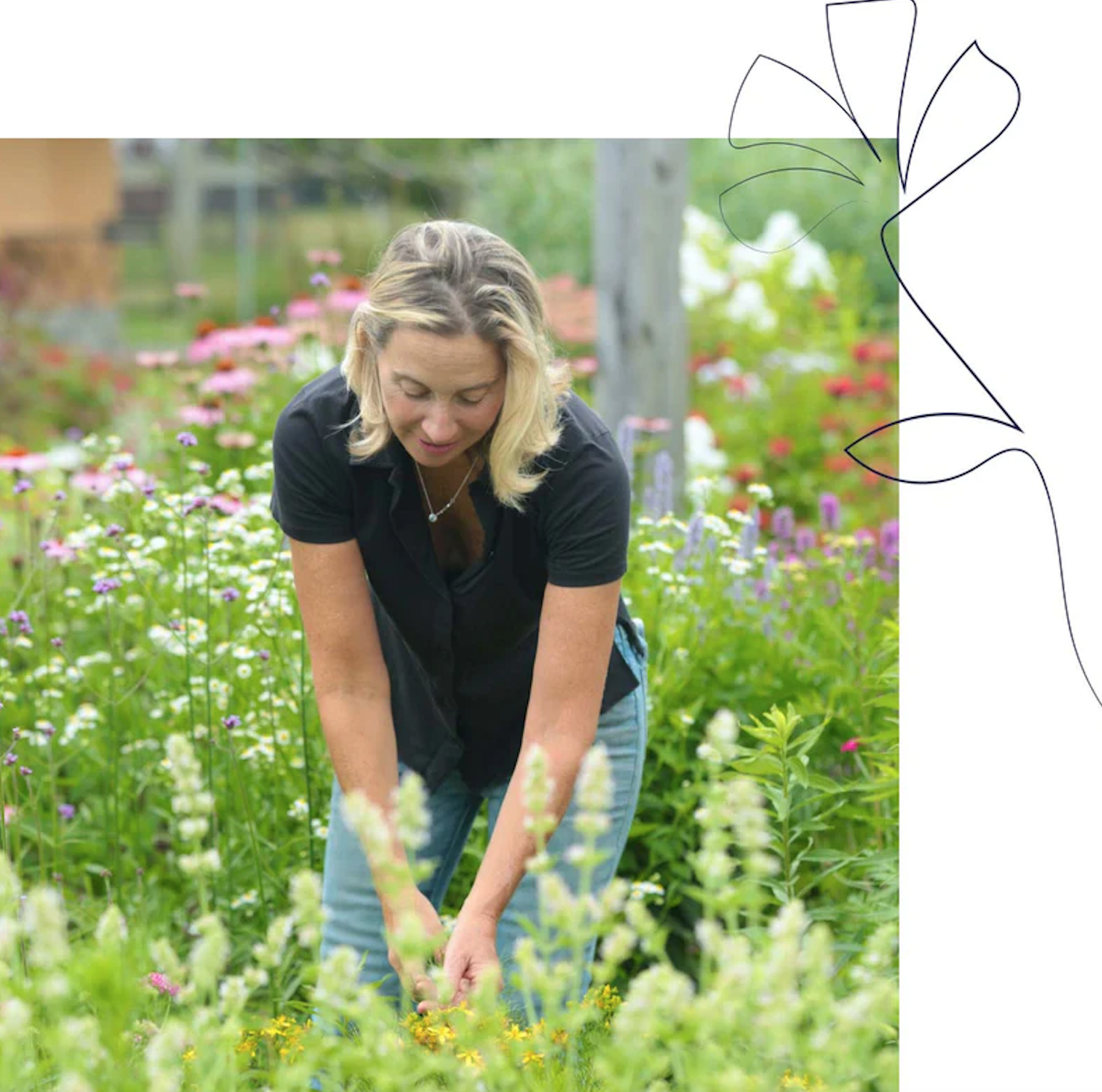 Barbara Close picking plants in a field in the sunlight.